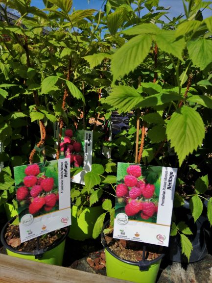 Planter un framboisier en bac - Gamm vert