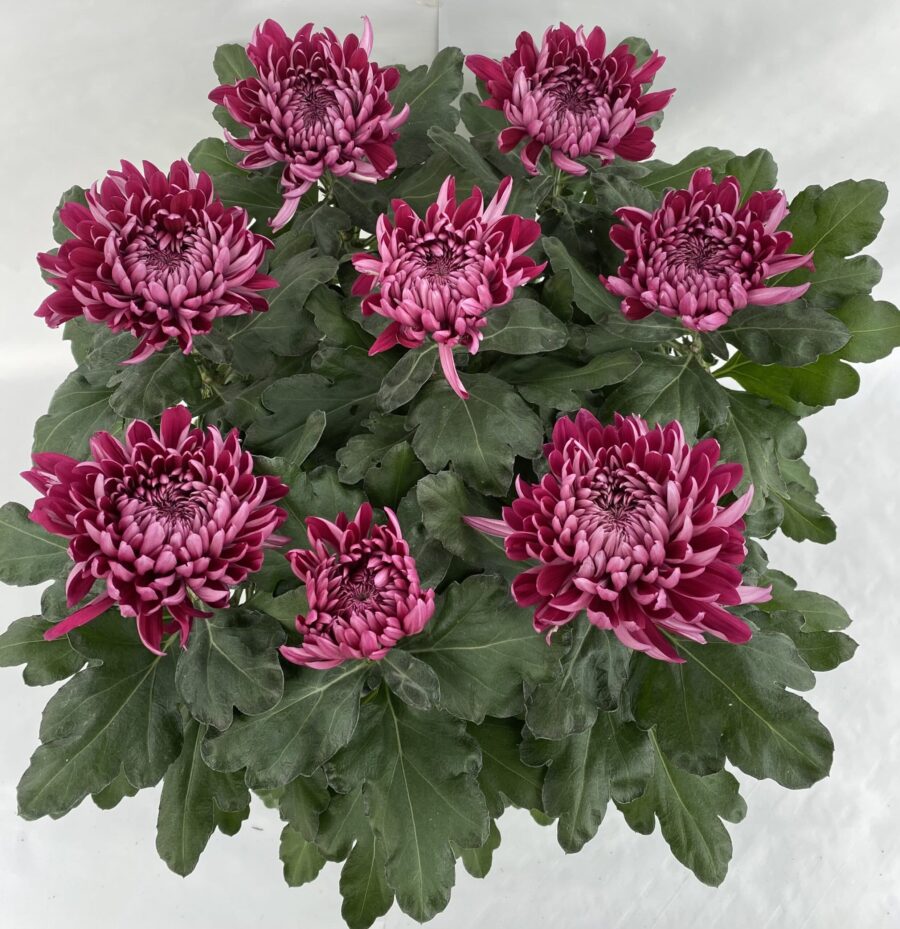 Chrysanthèmes Boule 7/8 fleurs