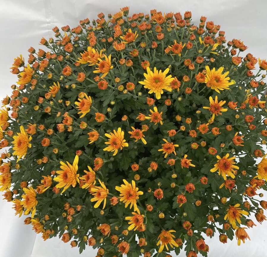 Chrysanthèmes Pompon coupe 25cm