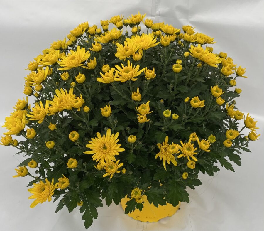 Chrysanthèmes Pompon pot de 17 cm tons sur tons