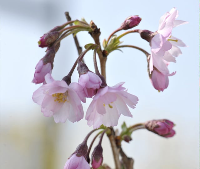 Cerisier D Hiver Du Japon Autumnalis Rosea