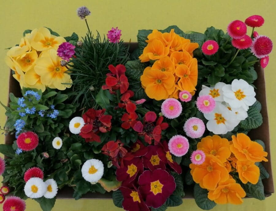 Lots de 12 plantes printanières