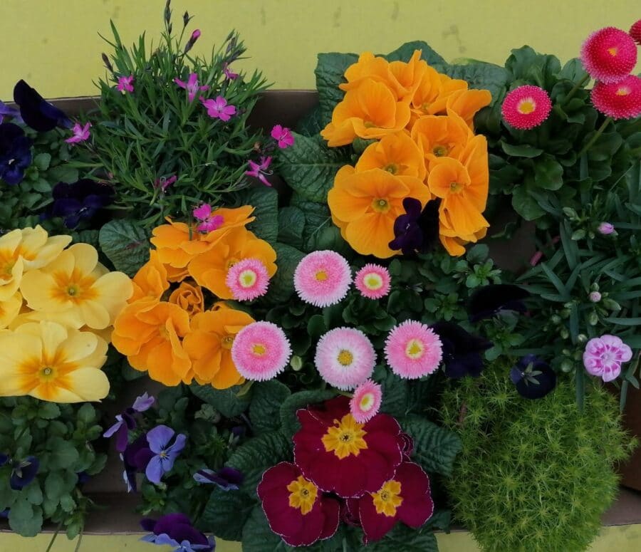 Lots de 12 plantes printanières