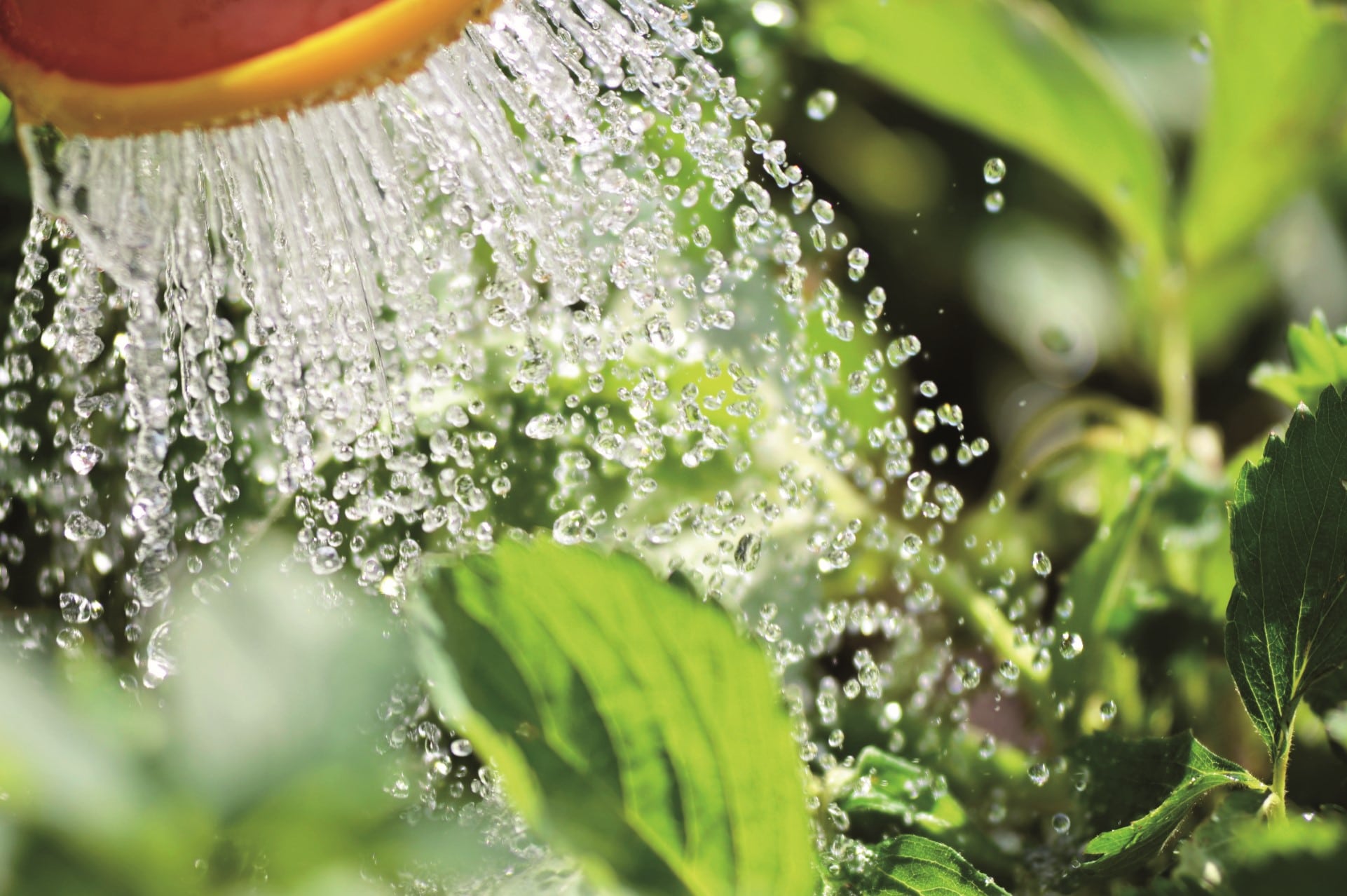 Les plantes économes en eau Barthel Fleurs Les plantes économes en eau Barthel Fleurs