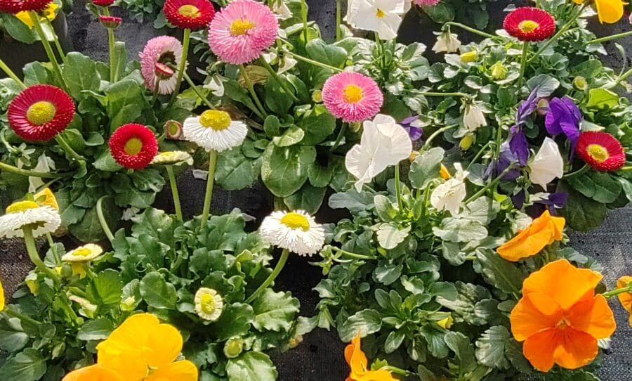 Trio variétés printanières